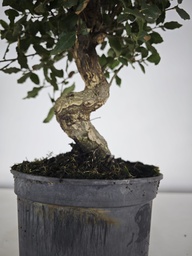 *Q 31. Quercur suber 90 euros con envio gratis peninsula.