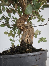 *Q 38. Quercur suber 90 euros con envio gratis peninsula.