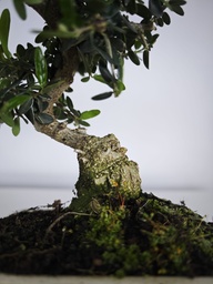 *O 11.  Olea Sylvestris 45 euros con envio gratis peninsula.