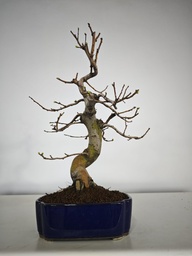 *Ch 1. Pseudocydonia 250 euros con envio gratis peninsula.