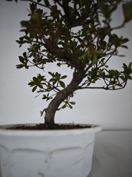 * A 6. Rhododendron 90 euros con envio gratis peninsula.