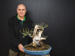 Mirto 800 euros con envio gratis peninsula.