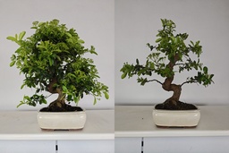 *PY 11. Pyracantha 250 euros con envio gratis peninsula.