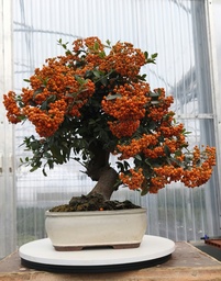 *PY 12. Pyracantha 200 euros con envio gratis peninsula.
