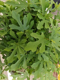 P H.  Plantones de Ficus carica 4 unidades 20 euros con envio gratis peninsula.