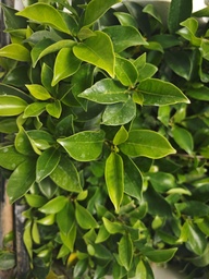 P 2. Plantones Ficus  Tiger Bark 4 unidades 20 euros con envio gratis peninsula.