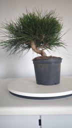 * P 2 Pinus thunbergii 70 euros con envio gratis peninsula.
