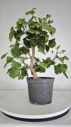 *GI 26 Ginkgo 70 euros con envio gratis peninsula.