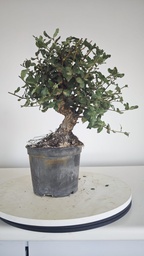 * Q 14 Quercus suber 95 euros con envio gratis peninsula.
