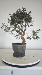 * Q 15 Quercus suber 95 euros con envio gratis peninsula.