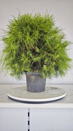 * H 8 Pinus halepensis 95 con envio gratis peninsula